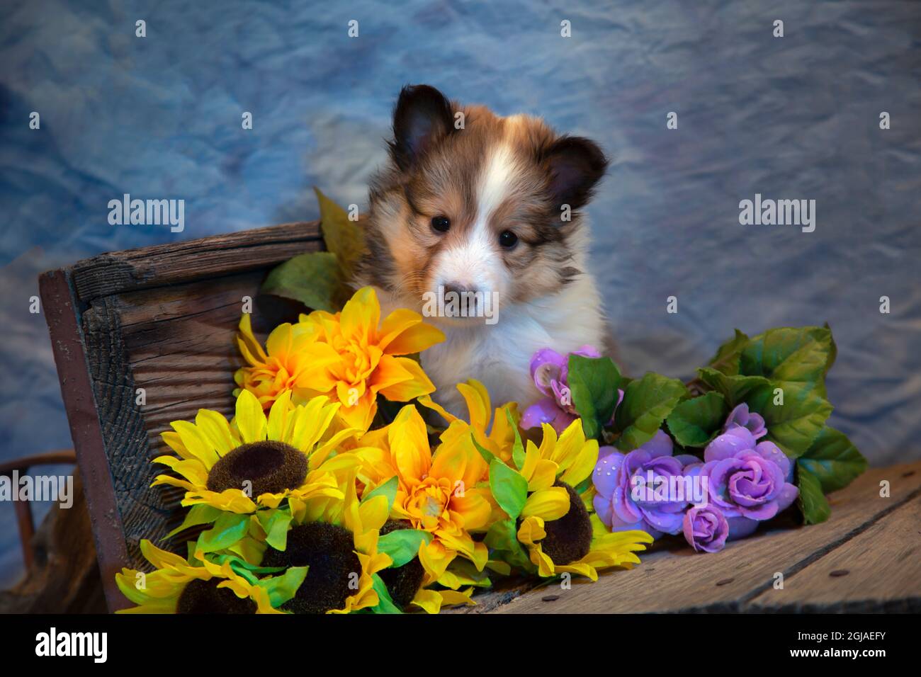 Sheltie Puppy Stock Photo