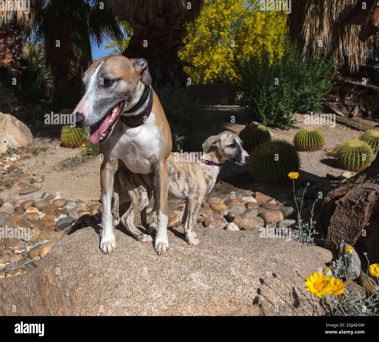 Whippet with Puppy Stock Photo