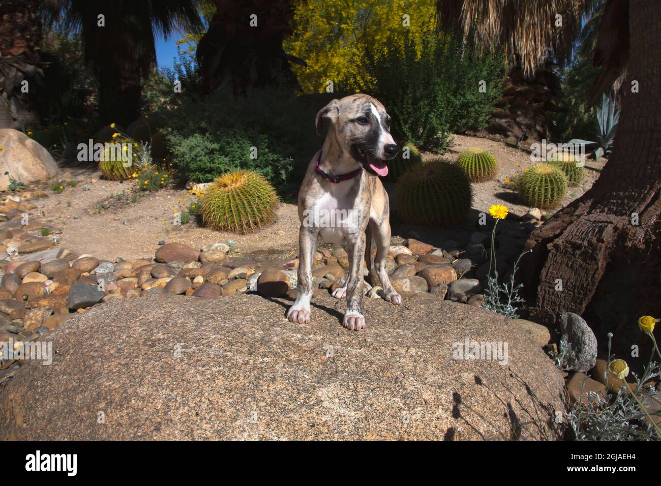 Whippet Puppy Stock Photo