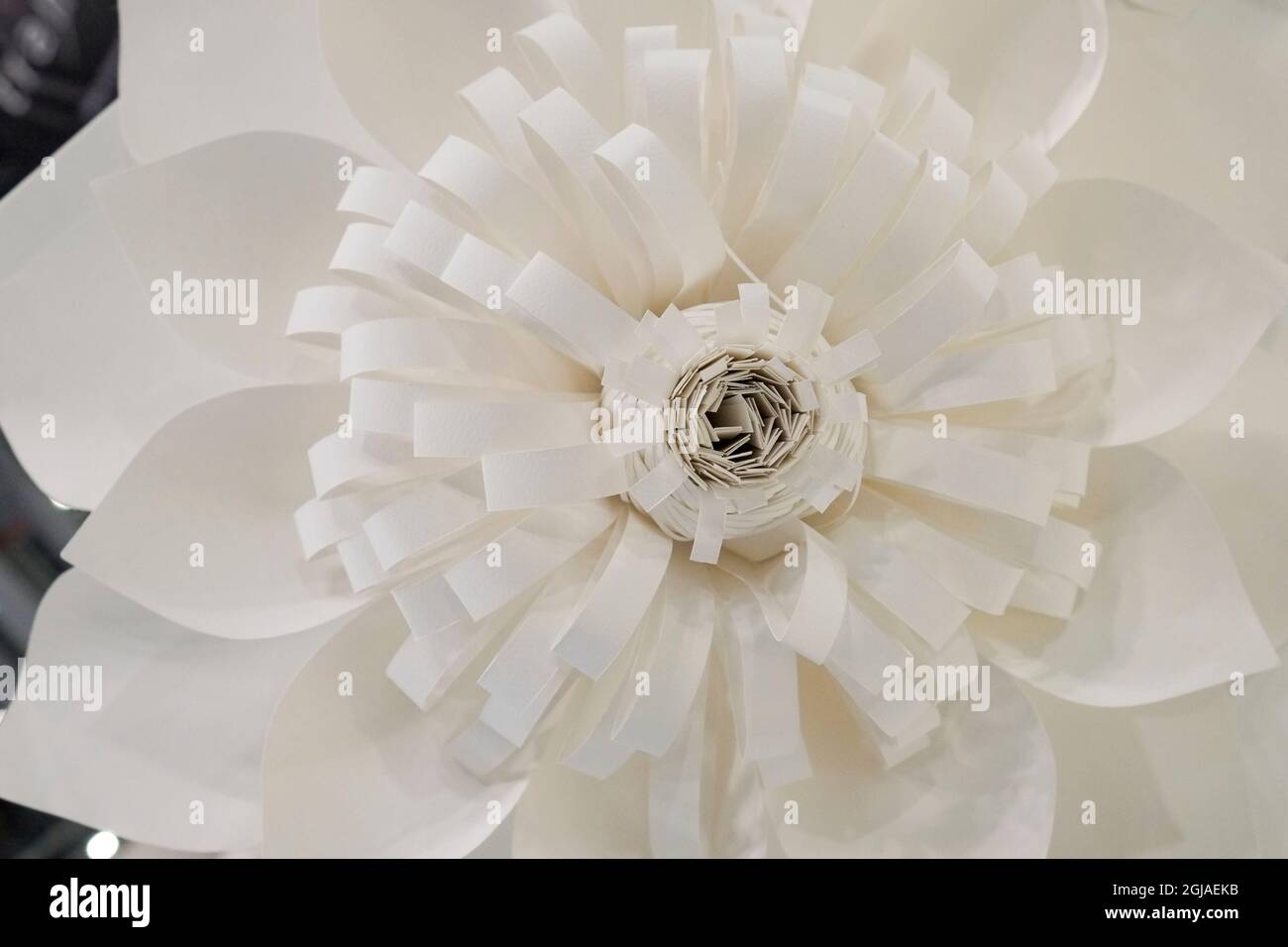 White paper flower. Stock Photo