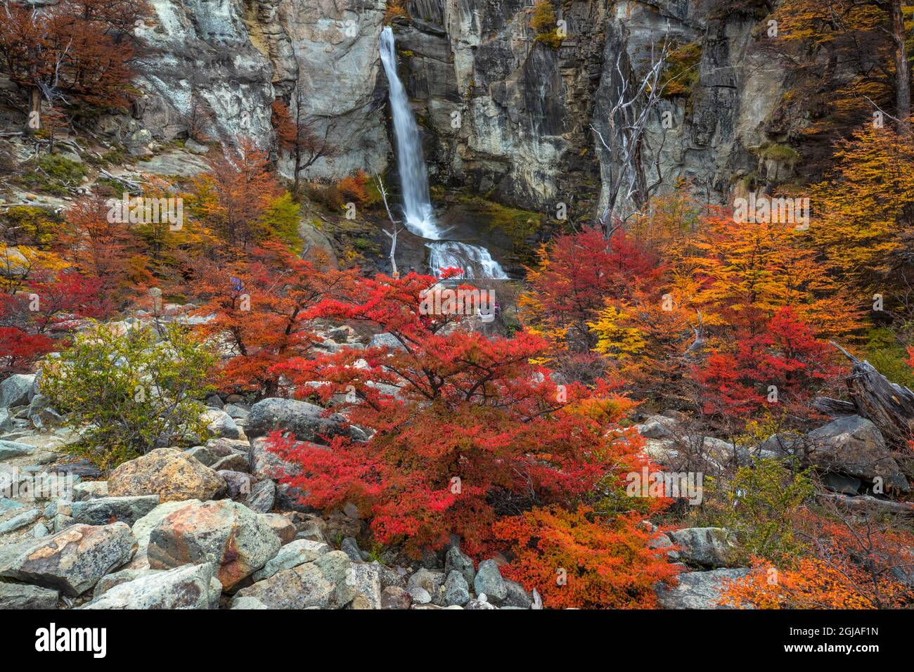 Argentina, Patagonia, El Chalten. Waterfall and autumn colors on southern beech trees. Stock Photo
