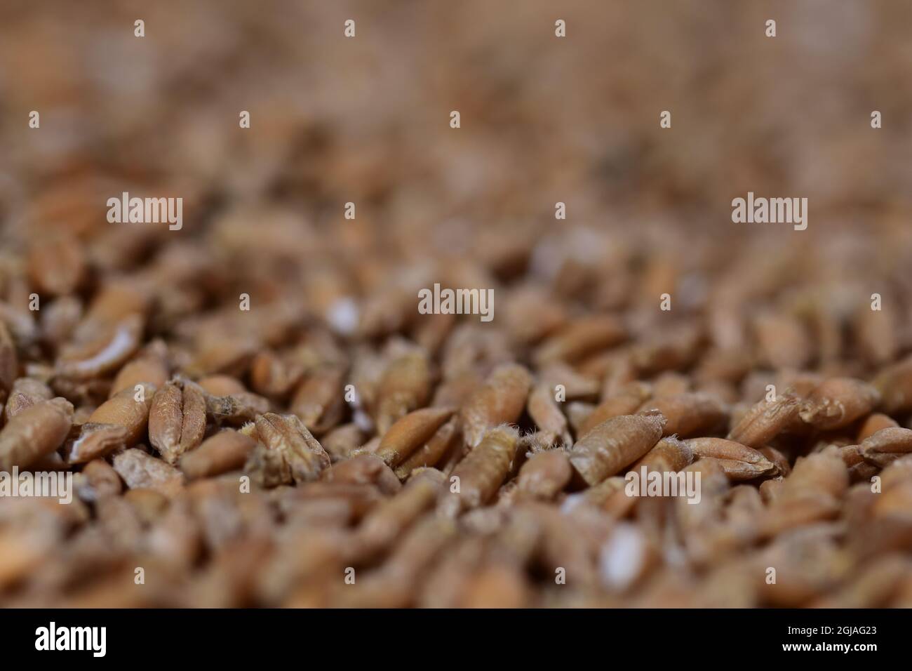 Grains of various cereals in close-up and magnification. Stock Photo
