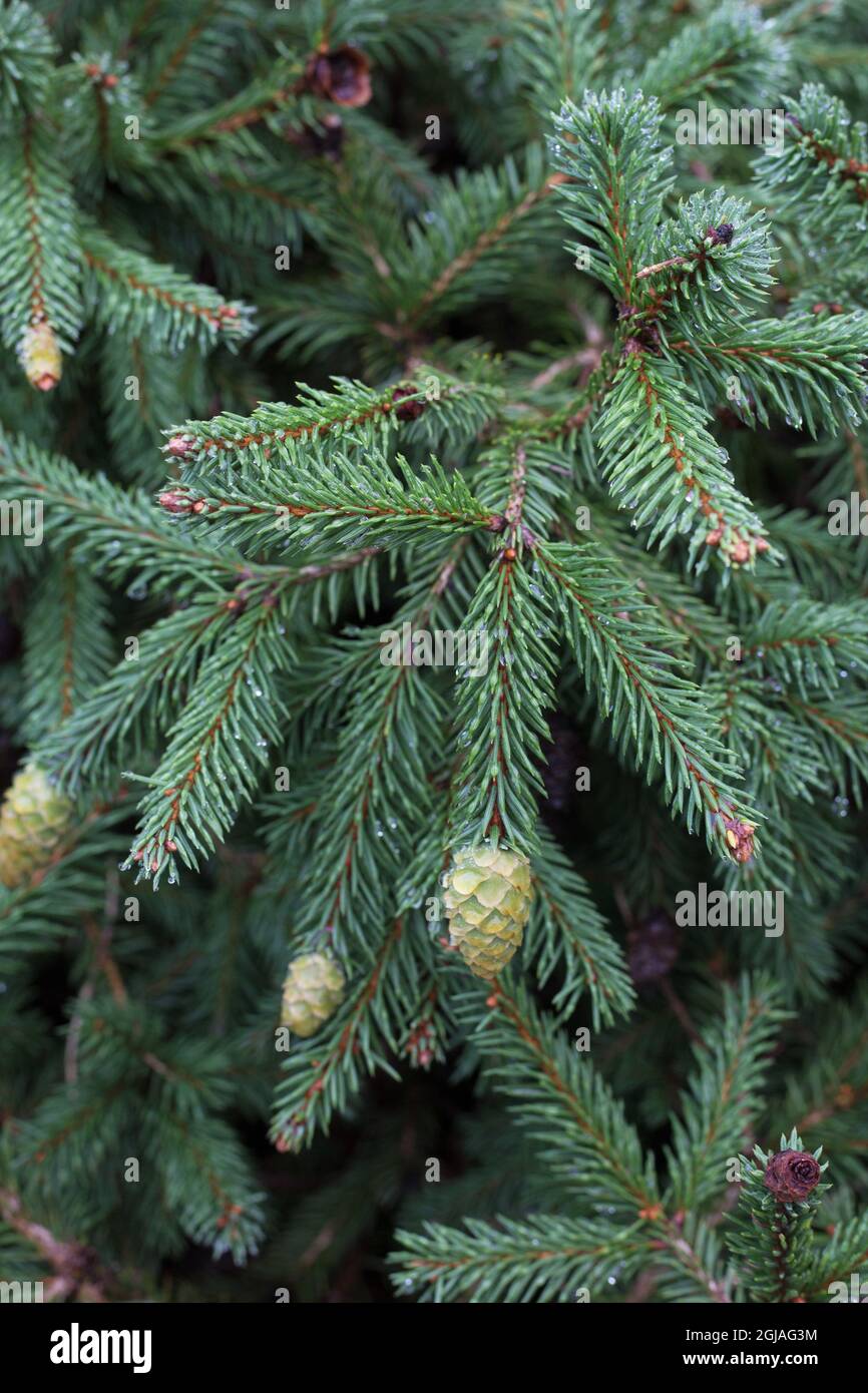 Picea abies 'Pusch'. Stock Photo