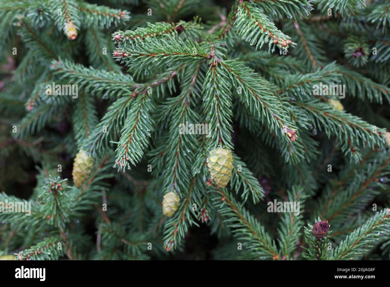 Picea abies 'Pusch'. Stock Photo