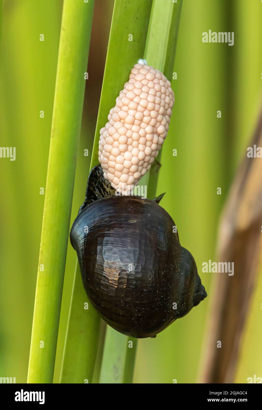 Belize, Crooked Tree Wildlife Sanctuary, Giant Apple Snail (Pomacea maculata), laying eggs on a cattail reed. Stock Photo