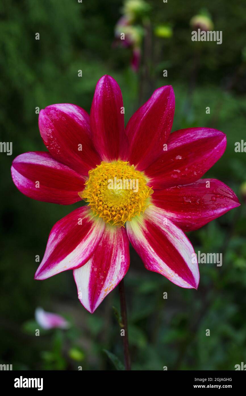 Dahlia 'Junkyard Dog' flower Stock Photo Alamy