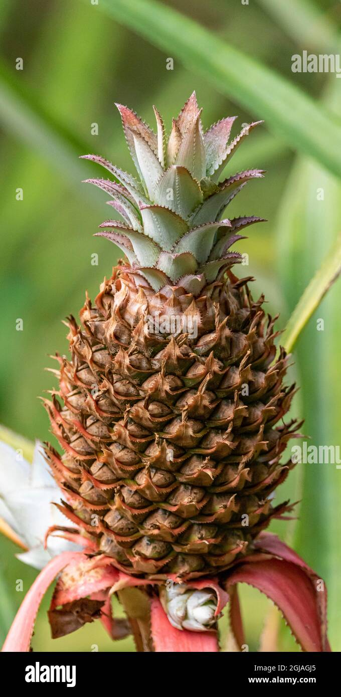 Belize, Toledo. Pineapple (Ananas comosus). Stock Photo