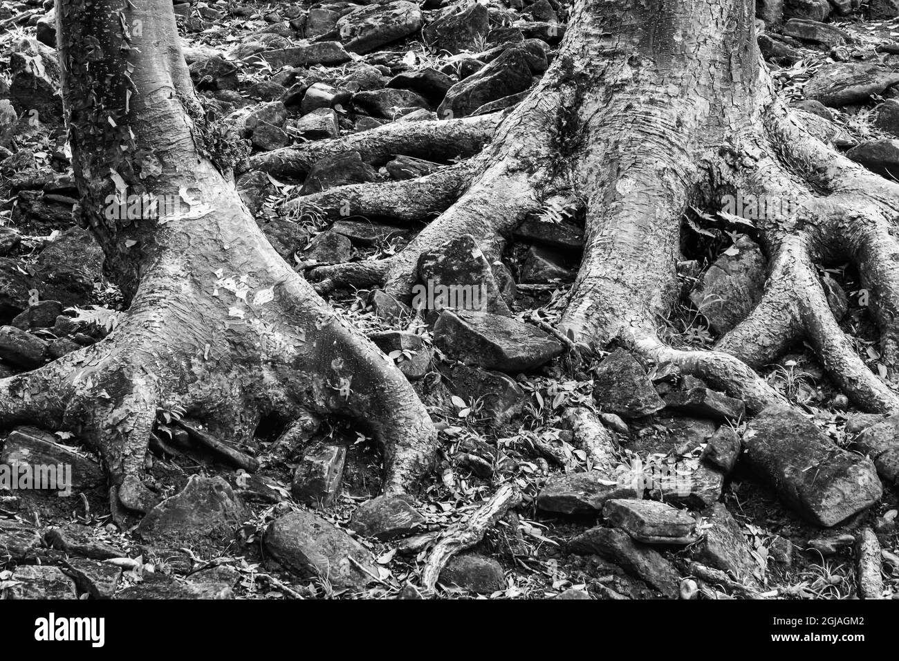 Belize, Toledo. Tree roots and ruin stones, Lubaantun Archeological Site. Stock Photo