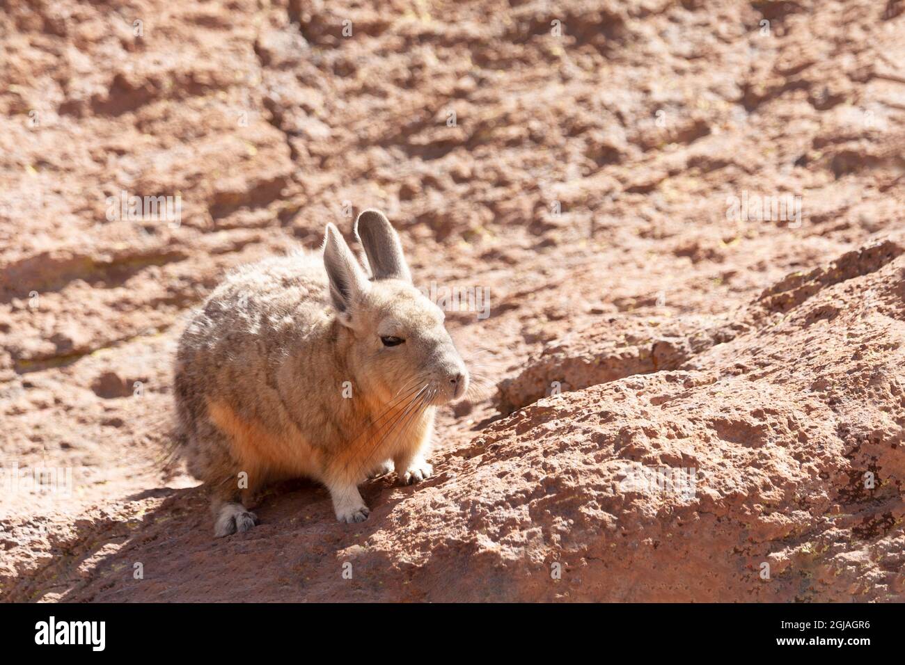 Bolivia, Atacama Desert, viscacha or vizcacha. This rodent is found in rocky areas in Bolivia. Stock Photo