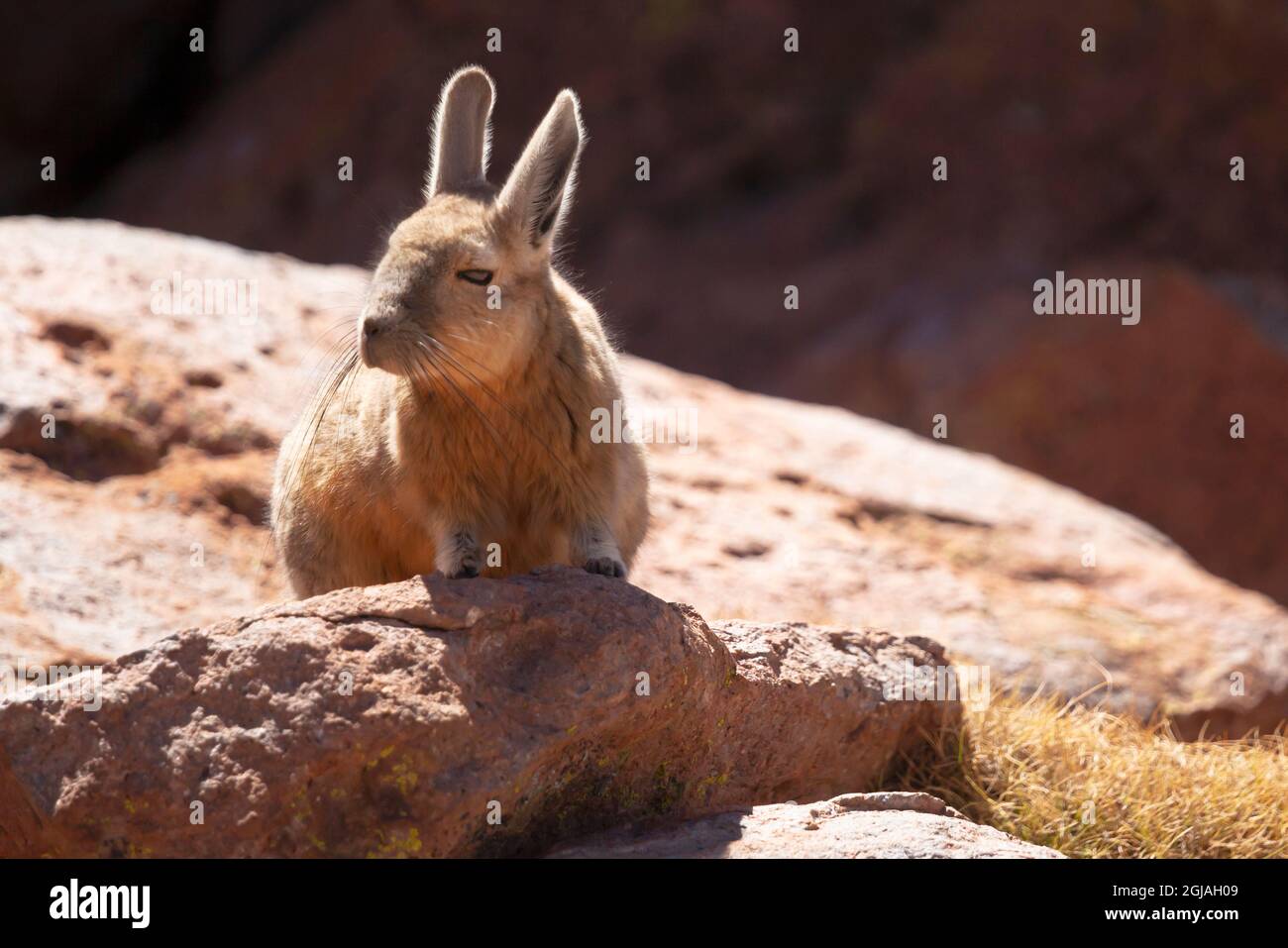 Bolivia, Atacama Desert, viscacha or vizcacha. This rodent is found in rocky areas in Bolivia. Stock Photo
