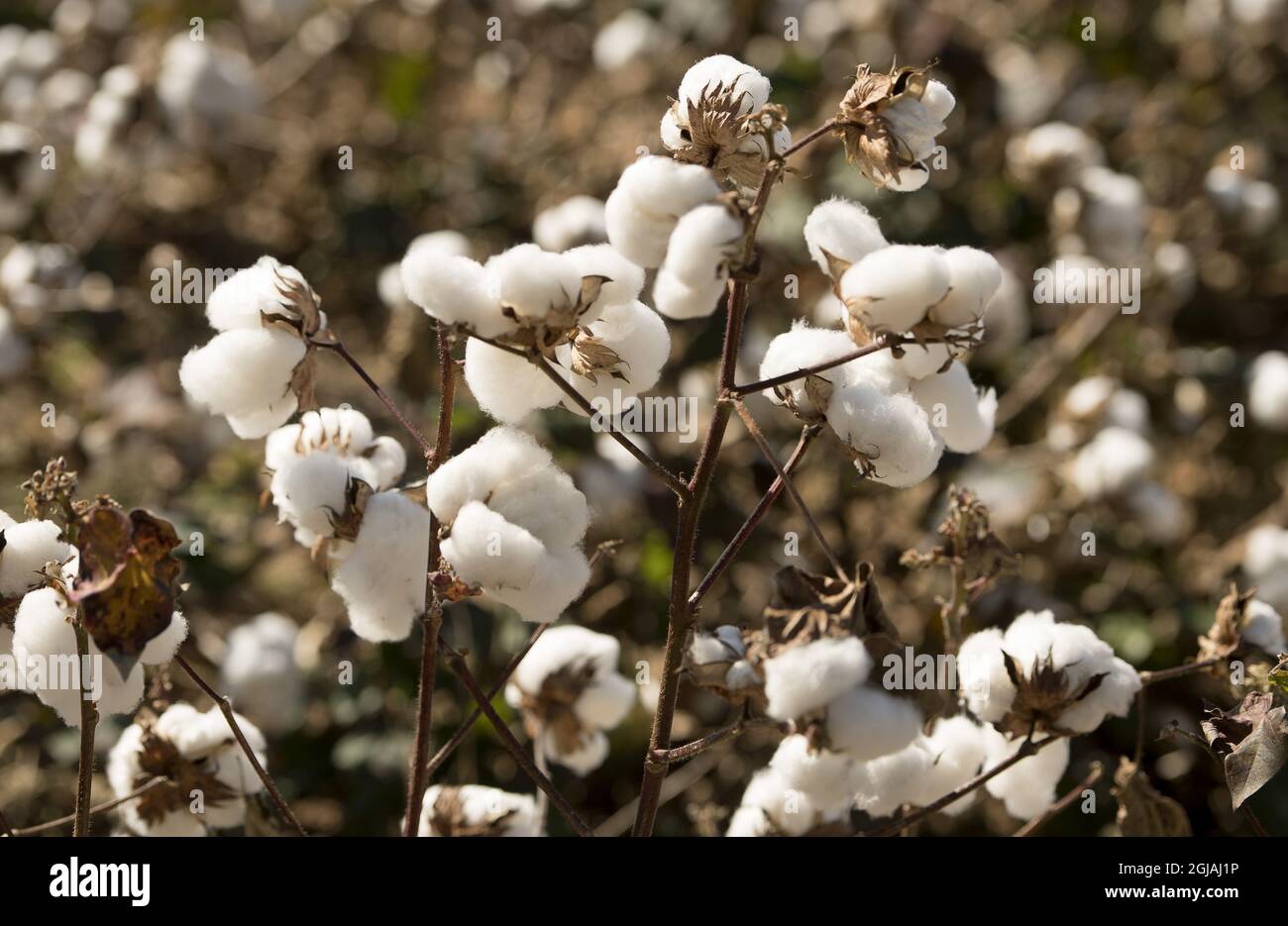 Cotton field, farming, agriculture, Foto: Maja Suslin / TT / Kod 60885  Stock Photo