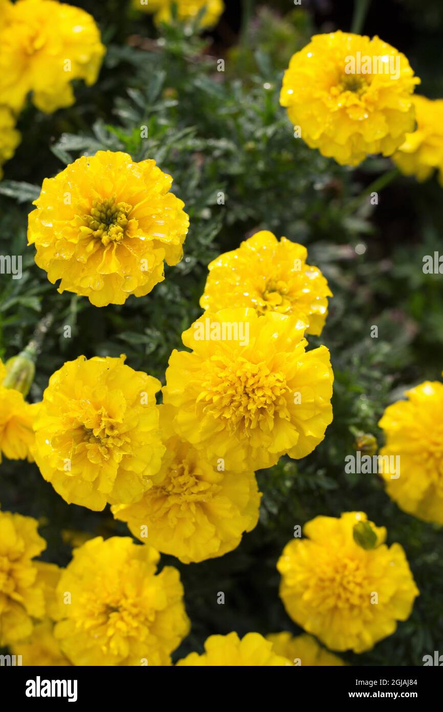 Tagetes patula 'Bonanza Yellow' marigold flowers. Stock Photo