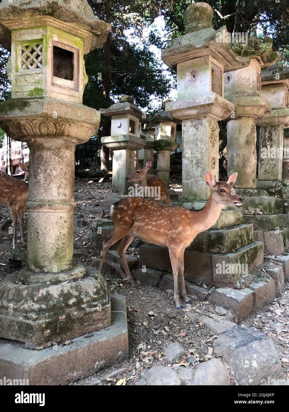 Kasuga Shrine Nara Japan Stock Photo