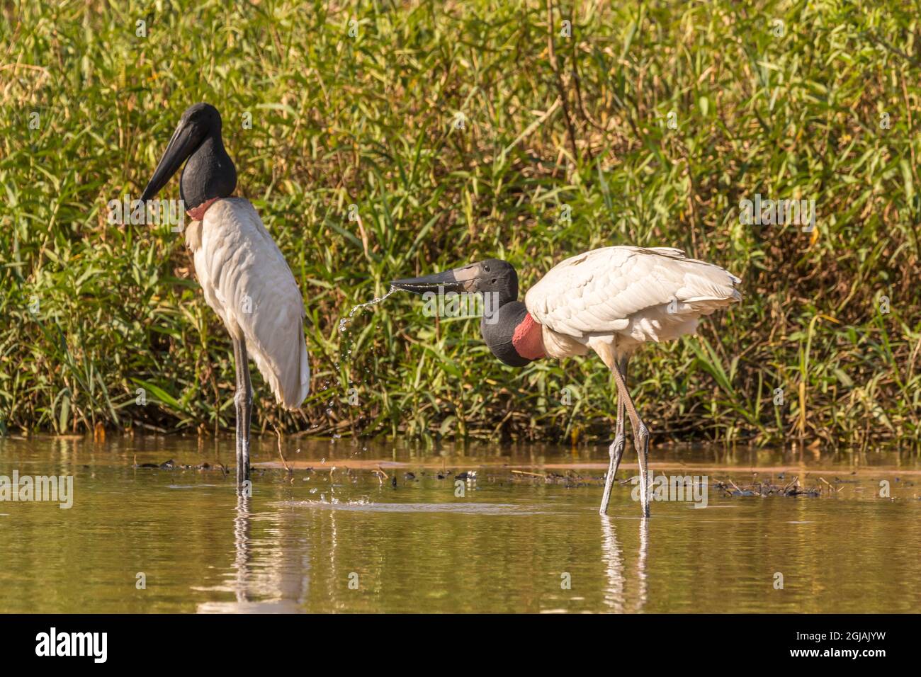 Brazil, Pantanal. Jabiru storks close-up. Credit as: Cathy & Gordon Illg / Jaynes Gallery / DanitaDelimont.com Stock Photo