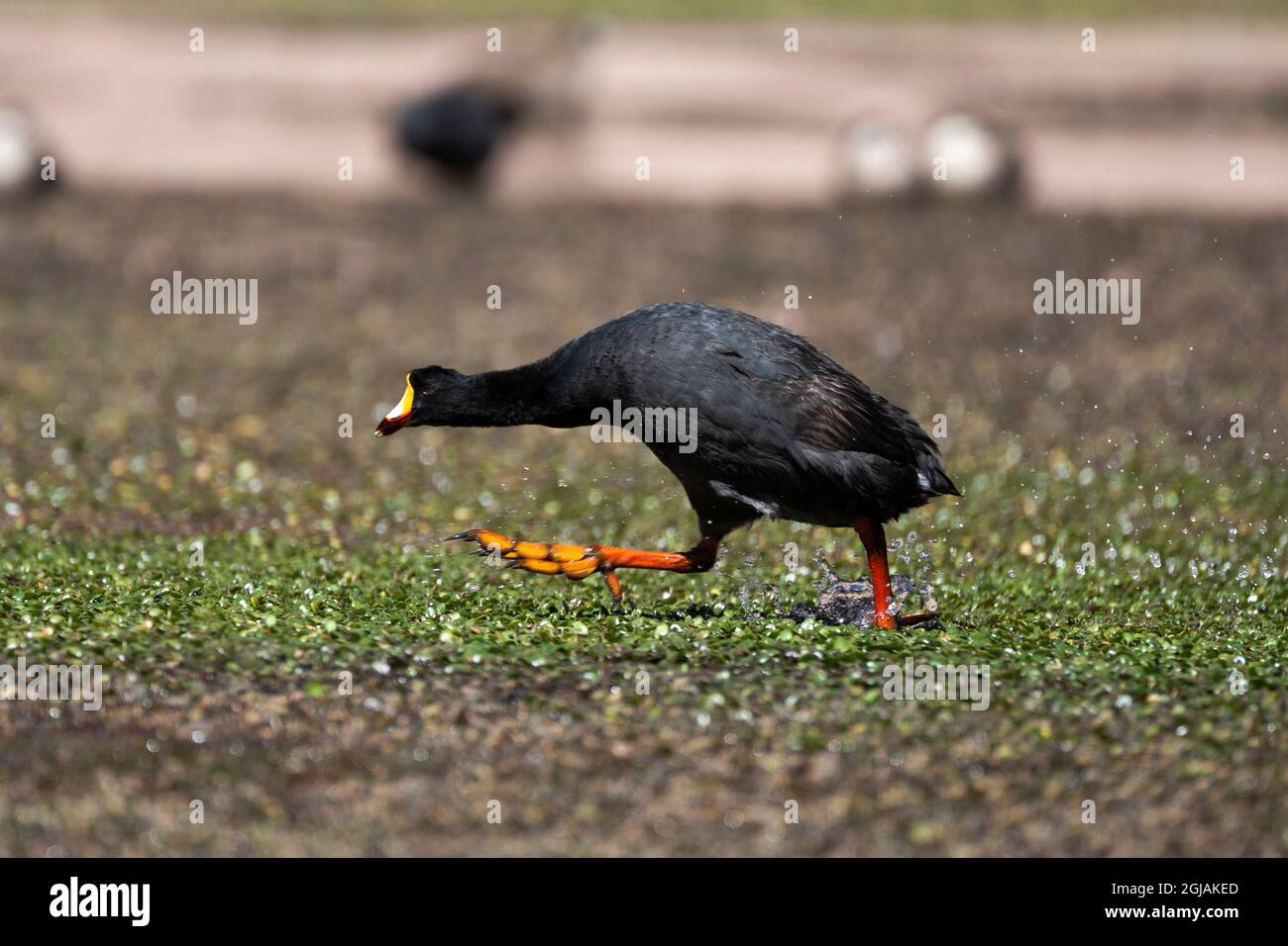 Chile, Machuca, giant coot, Fulica gigantea. Portrait of a giant coot showing its enormous red and orange feet. Stock Photo