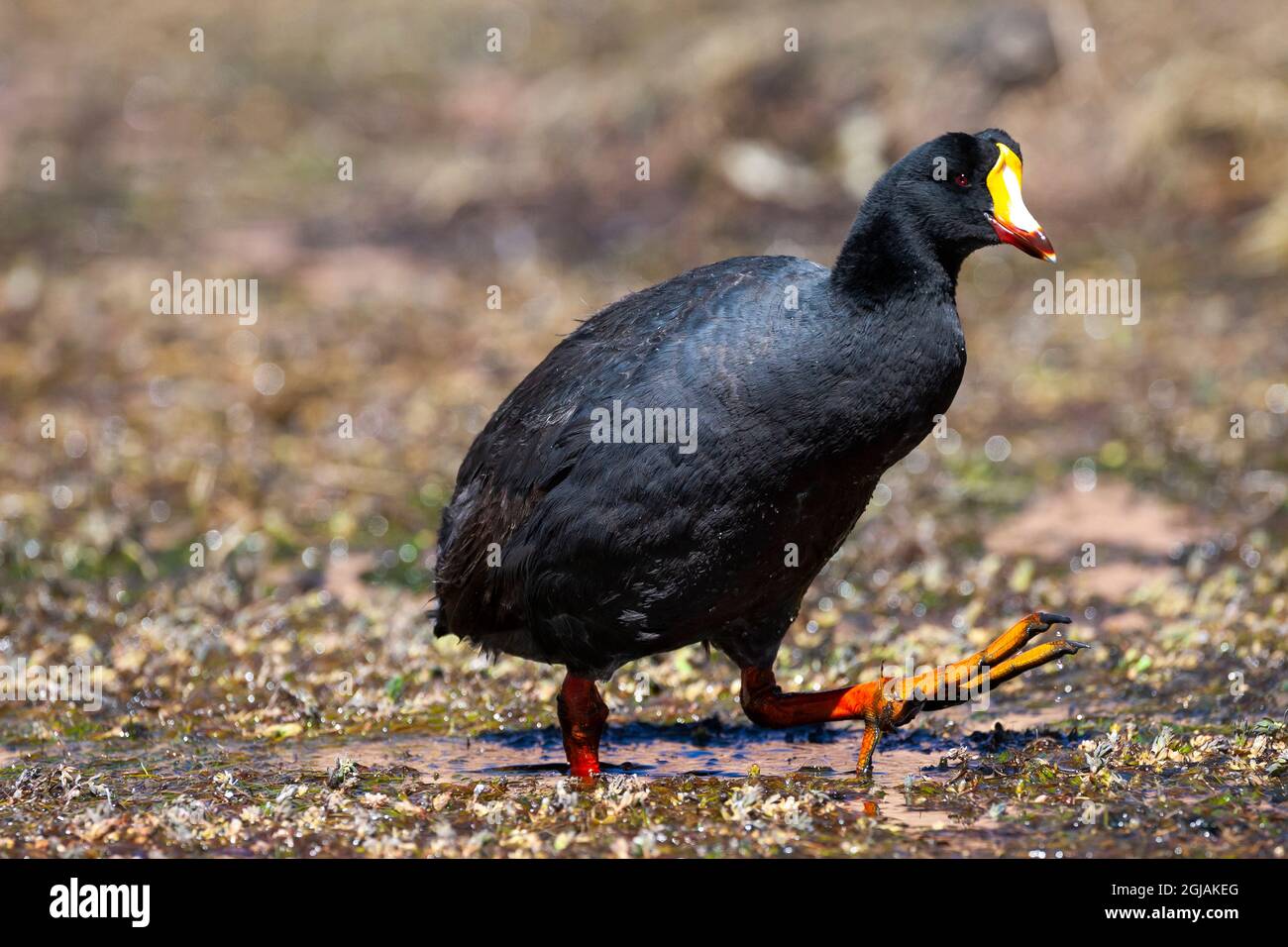 Chile, Machuca, giant coot, Fulica gigantea. Portrait of a giant coot showing its enormous red and orange feet. Stock Photo