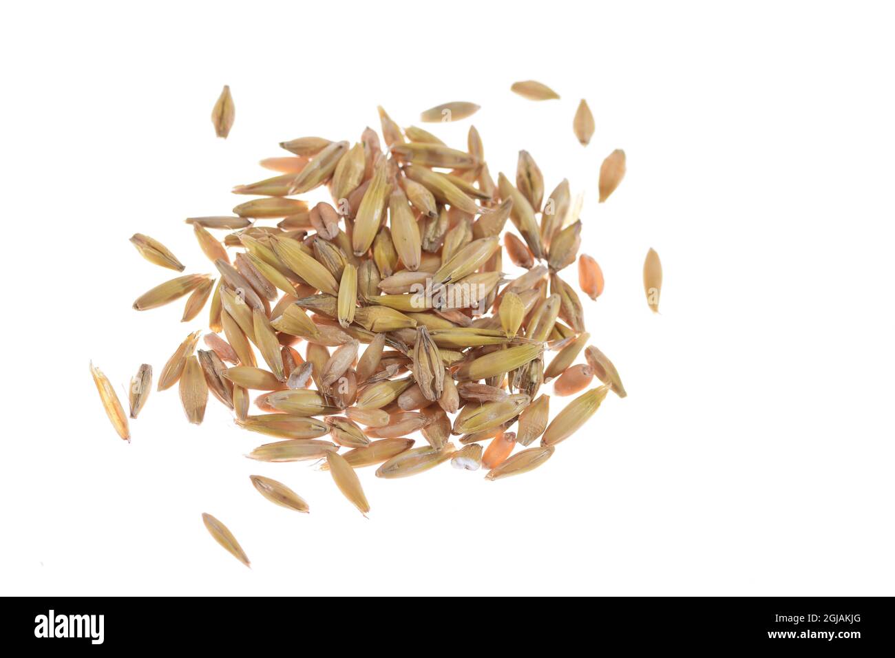 Grains of various cereals in close-up and magnification. Stock Photo