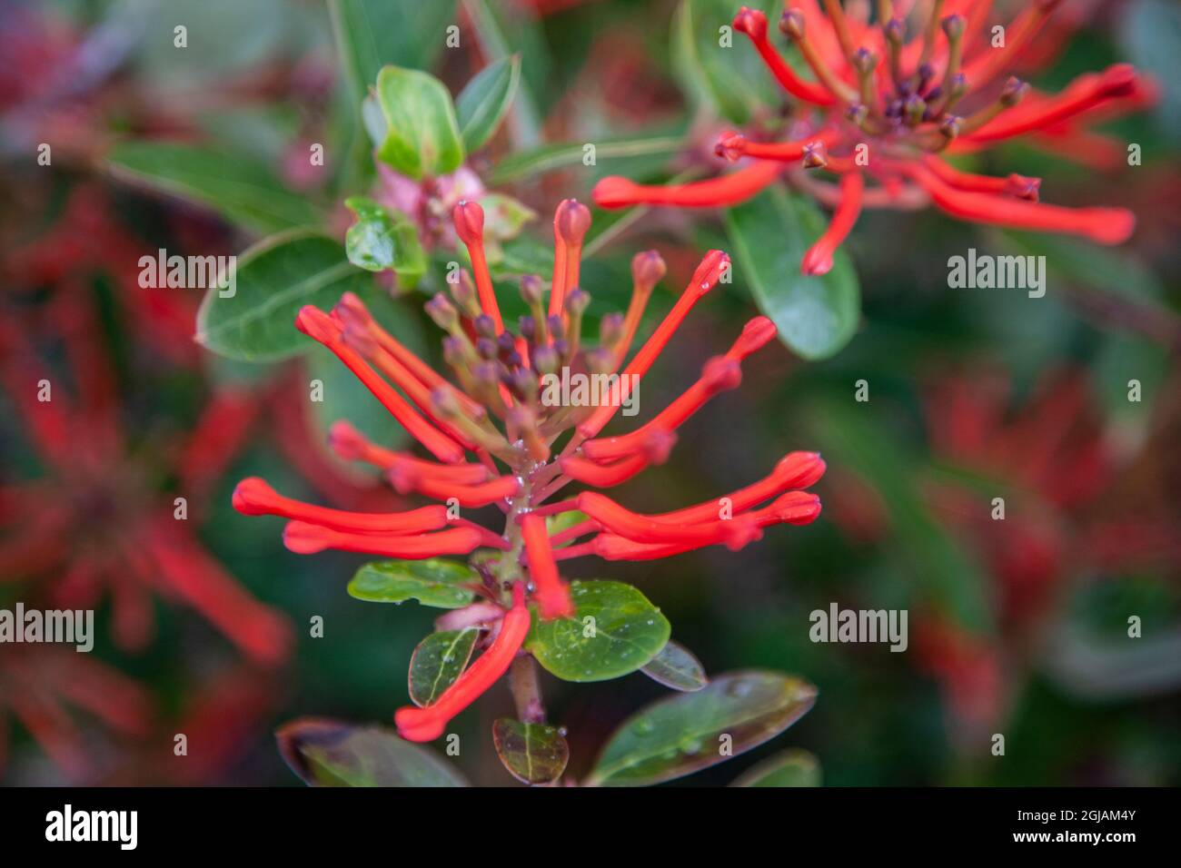 Found in Parc Nacional Torres del Paine , this plant is the highly toxic firebush. Stock Photo