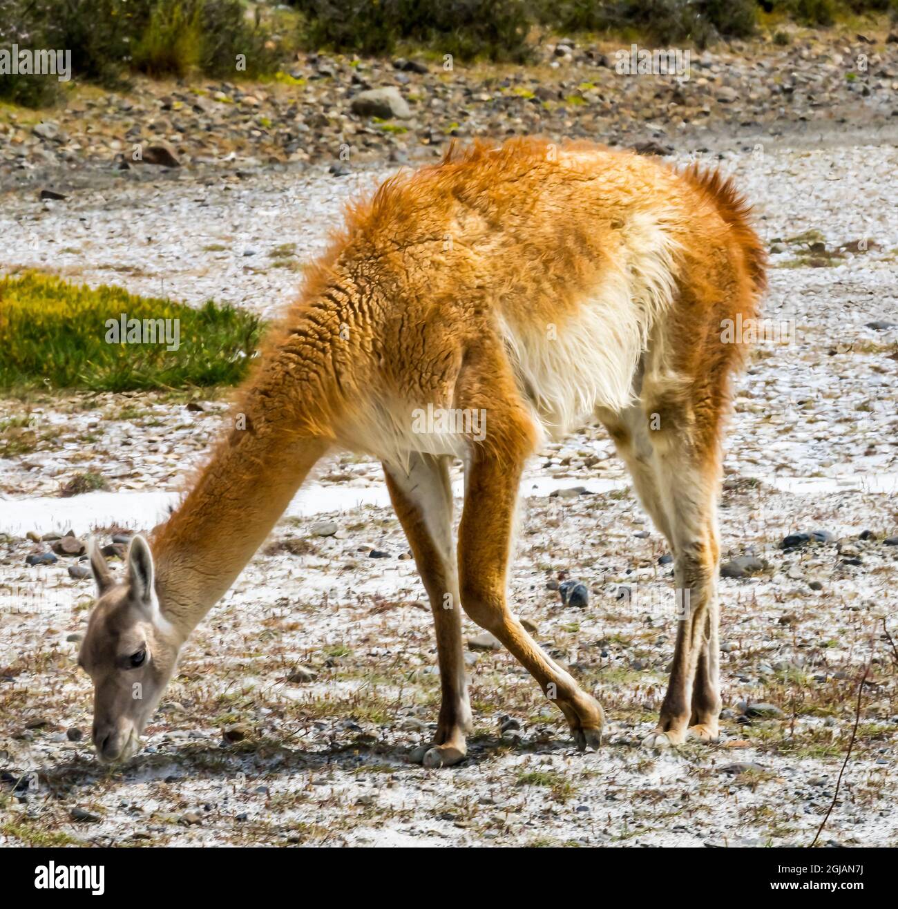 Guanaco wild lama eating salt, Salar de Atacama, Torres del Paine National Park, Patagonia, Chile Stock Photo