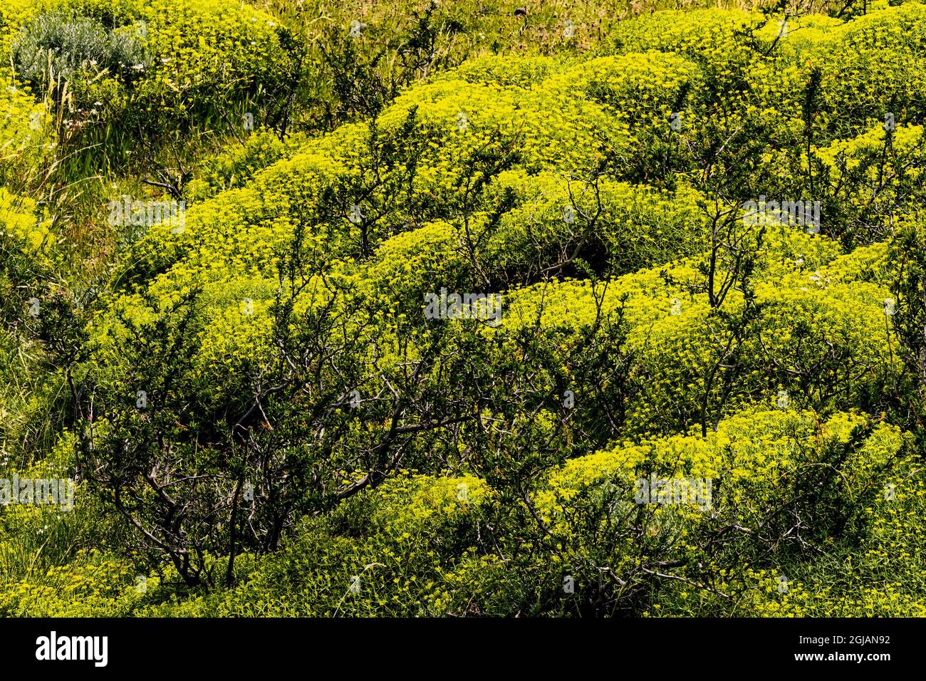 Yellow gold moss sedum ground cover, Torres del Paine National Park, Patagonia, Chile Stock Photo