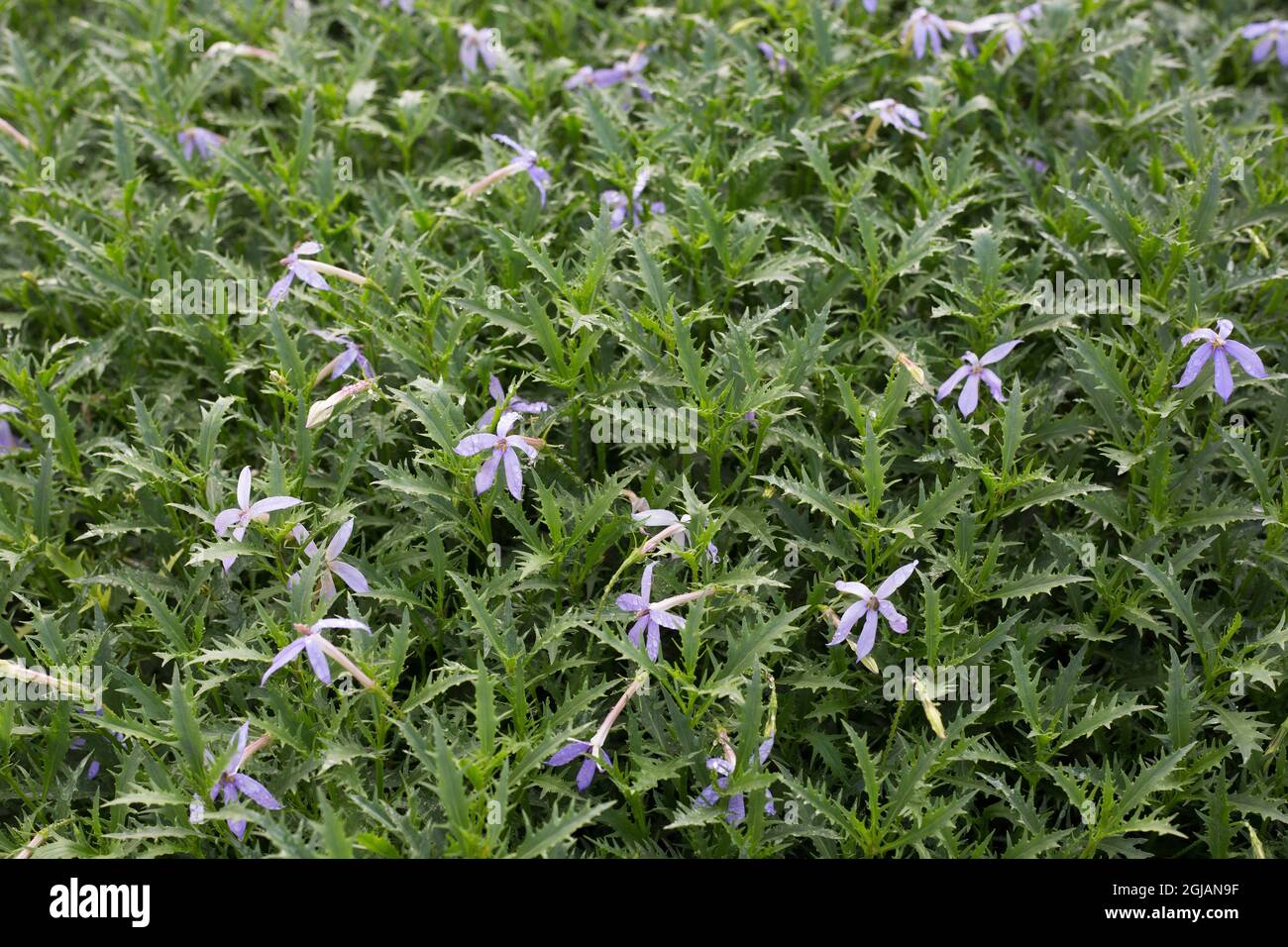 Isotoma axillaris blue star creeper Stock Photo Alamy