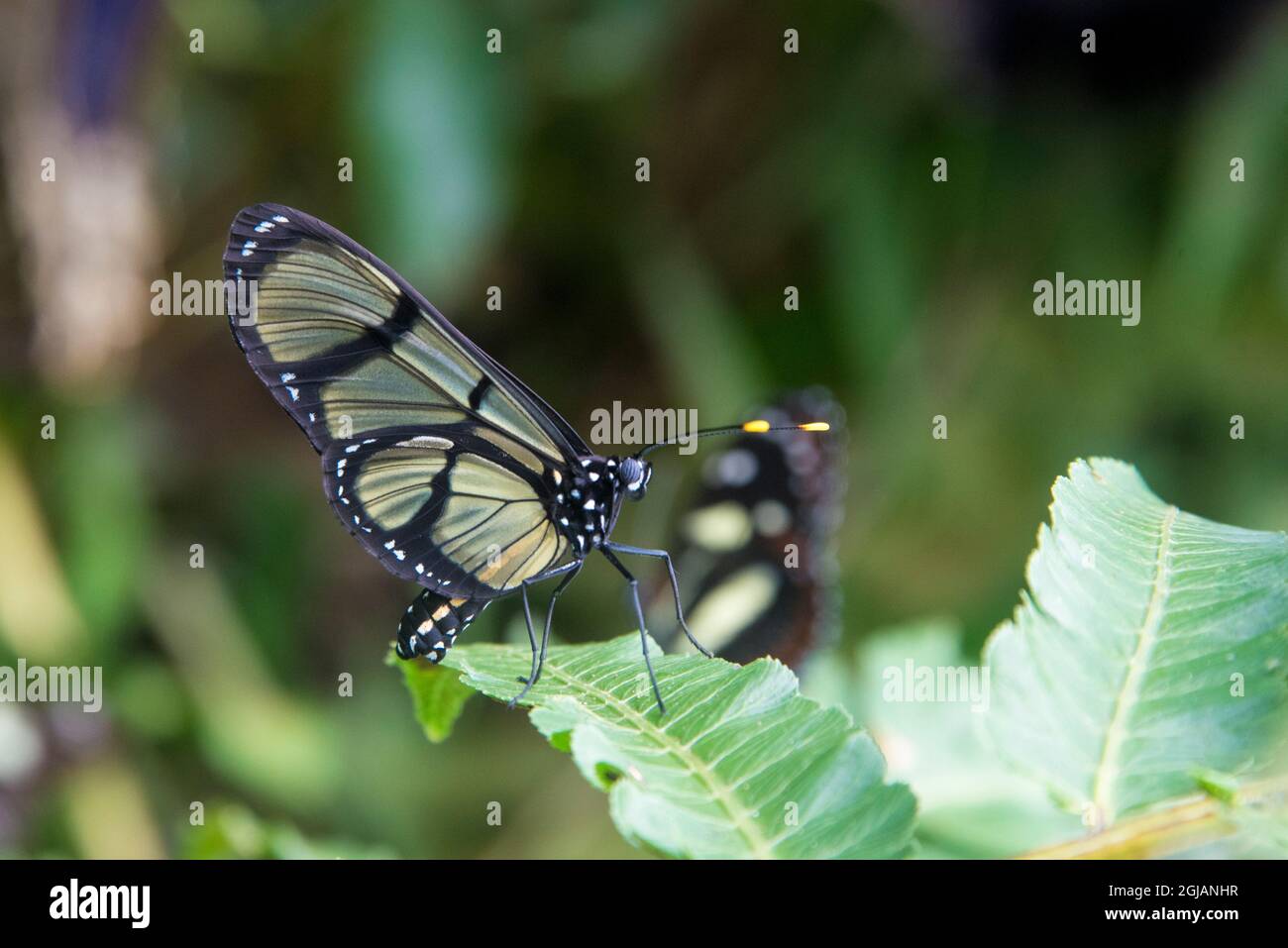 Ecuador, Mindo Mariposas de Mindo, butterfly garden Stock Photo - Alamy, image size:1300x957