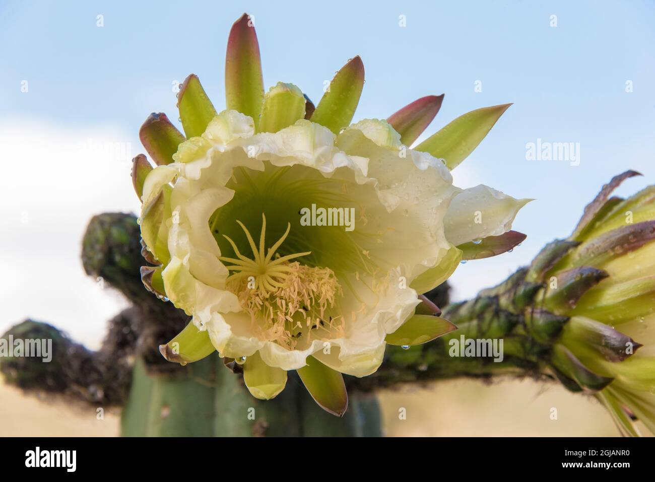 Ecuador, Cayambe. San Pedro cactus is peyote related plant Stock Photo