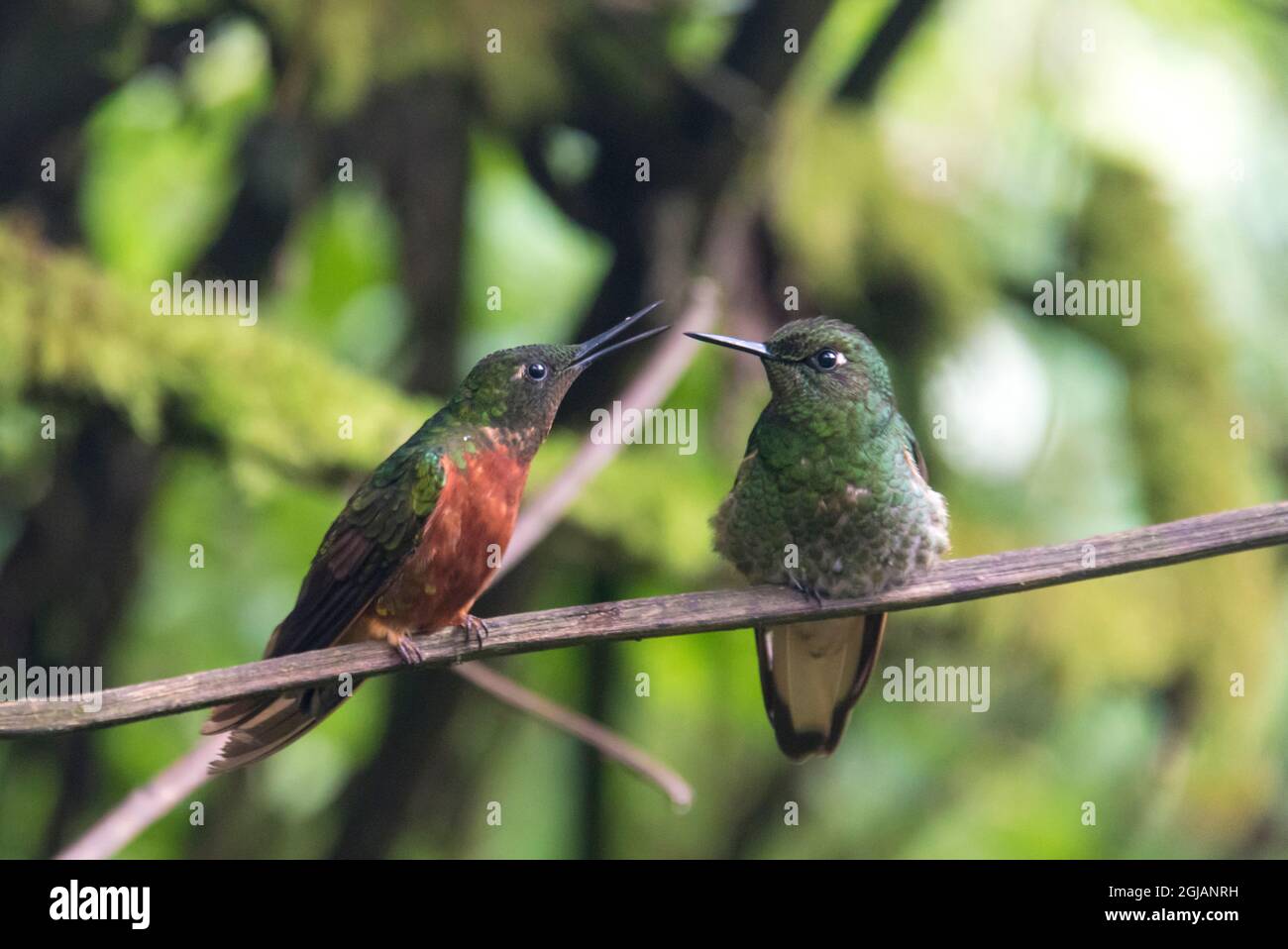 The conversation, pair of fawn-breasted brilliant hummingbird. Cloud forest. Guango Lodge Stock Photo