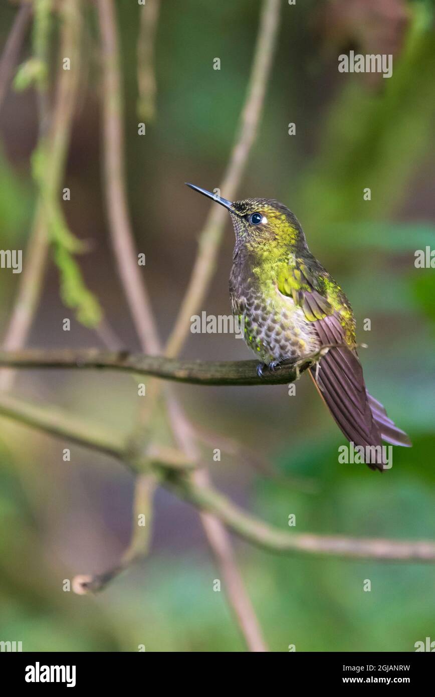 Ecuador. Fawn-breasted brilliant hummingbird female in cloud forest. Guango Lodge Stock Photo