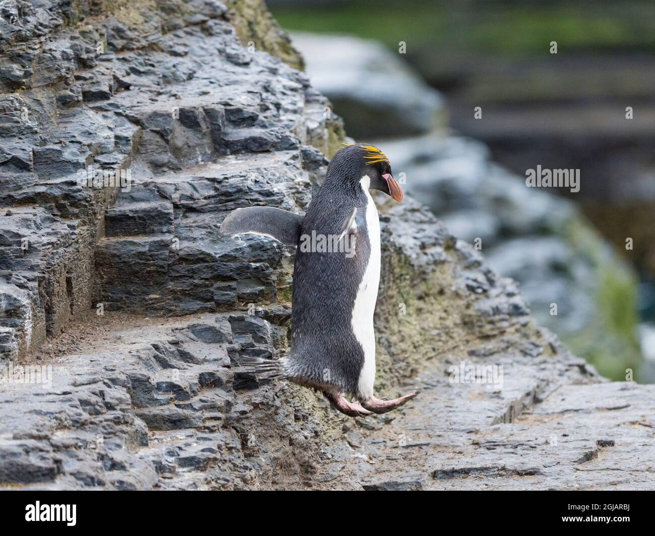 rockhopper macaroni penguin