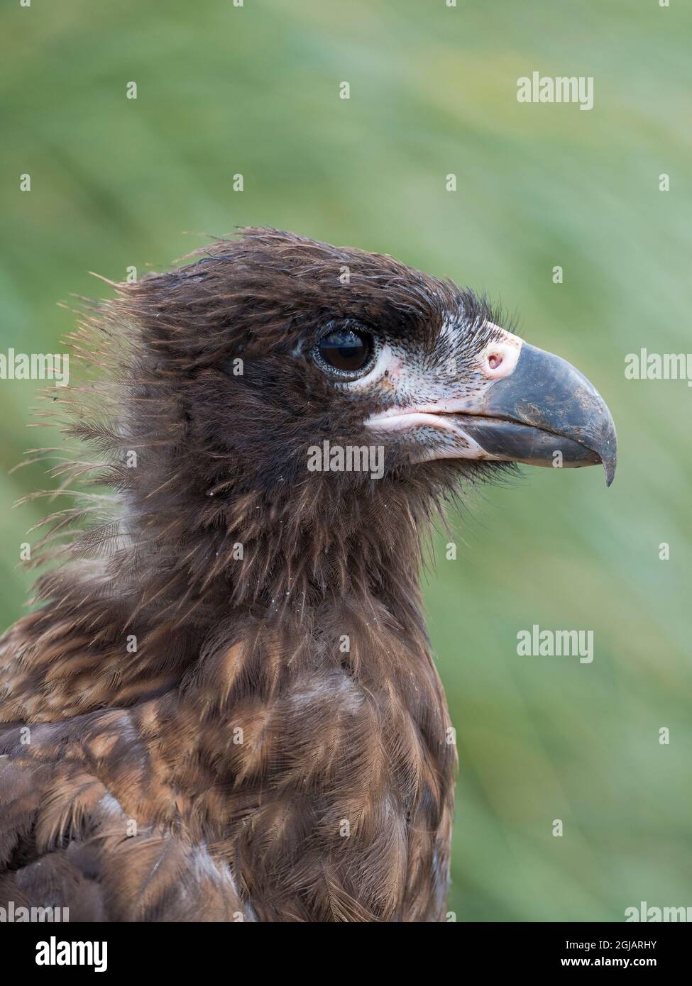 Juvenile with typical pale skin in face. Striated Caracara or Johnny Rook, protected, endemic to the Falkland Islands. Stock Photo