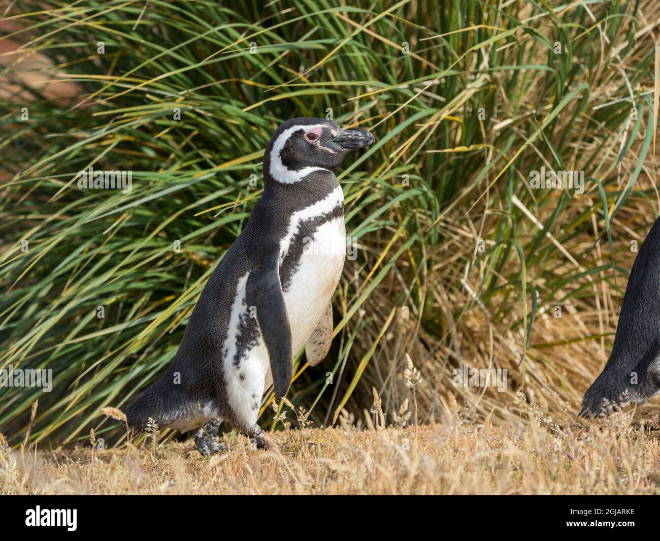Magellanic Penguin, Falkland Islands. Stock Photo