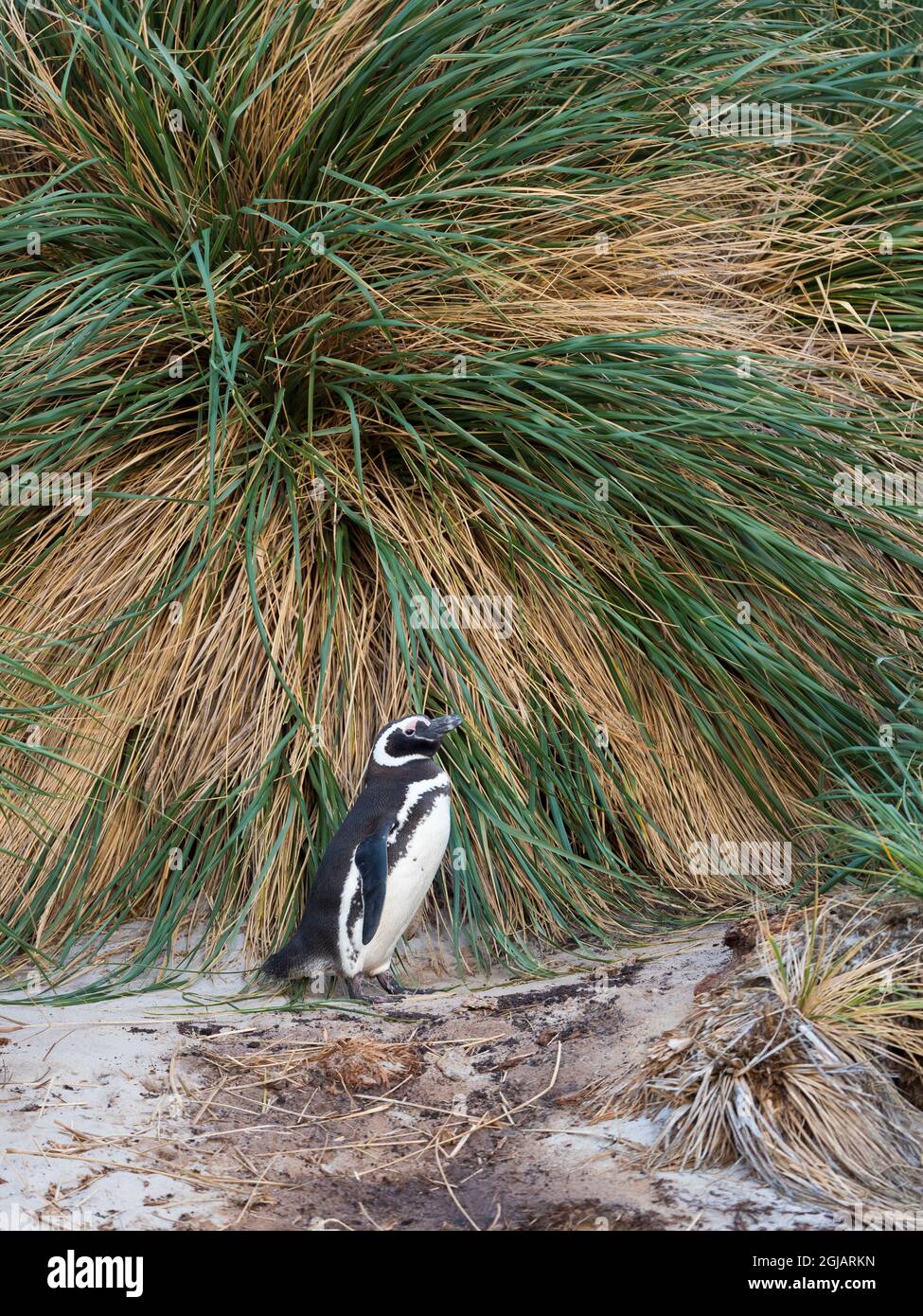 Magellanic Penguin. Breeding area in the tussock belt, the natural vegetation on Subantarctic islands, Falkland Islands. Stock Photo