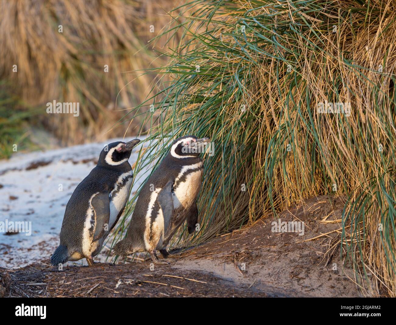 Magellanic Penguin. Breeding area in the tussock belt, the natural vegetation on Subantarctic islands, Falkland Islands. Stock Photo