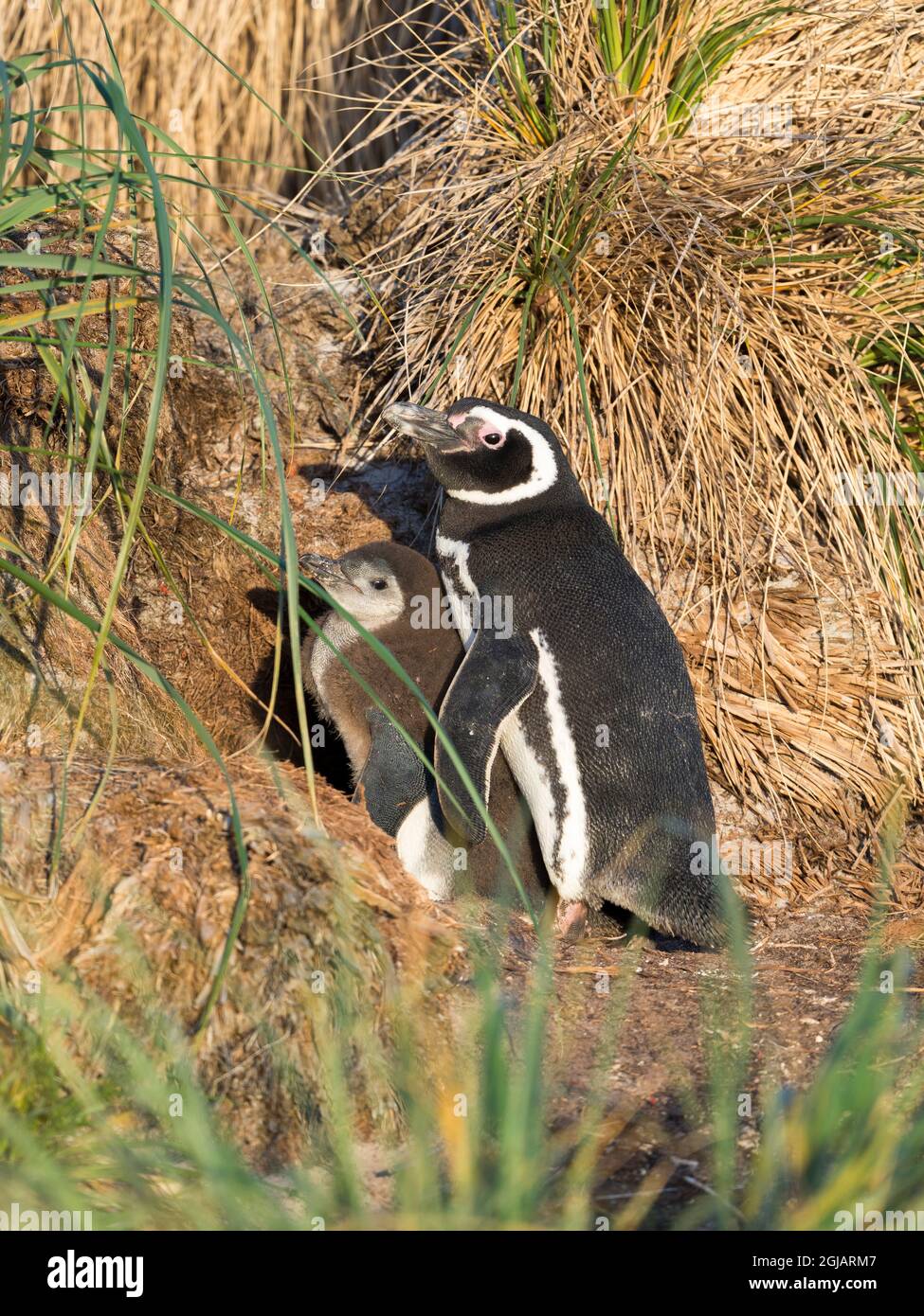 Magellanic Penguin with chick. Breeding area in the tussock belt, the natural vegetation on Subantarctic islands, Falkland Islands. Stock Photo