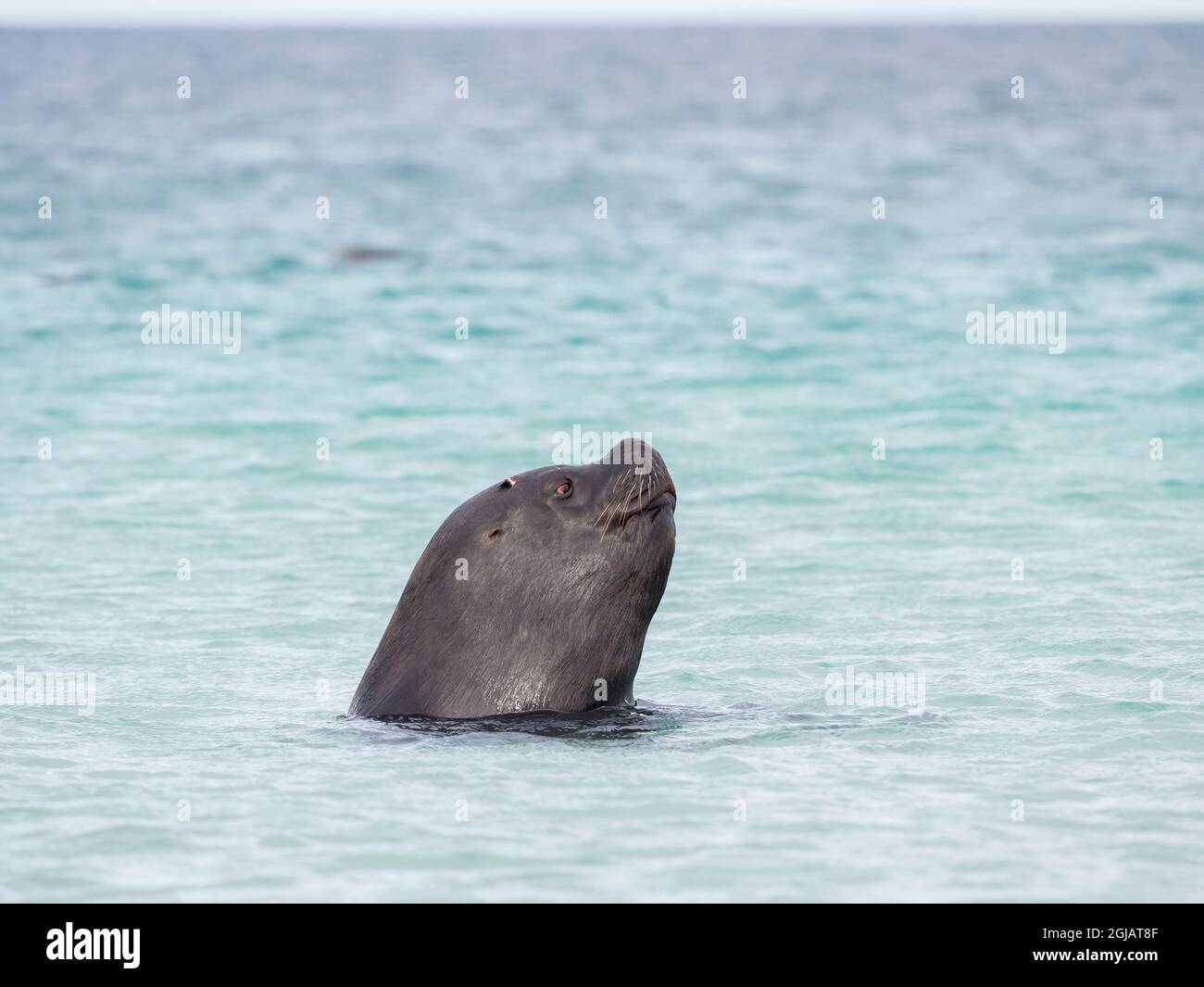 Sea lion hunting penguins hi-res stock photography and images - Alamy