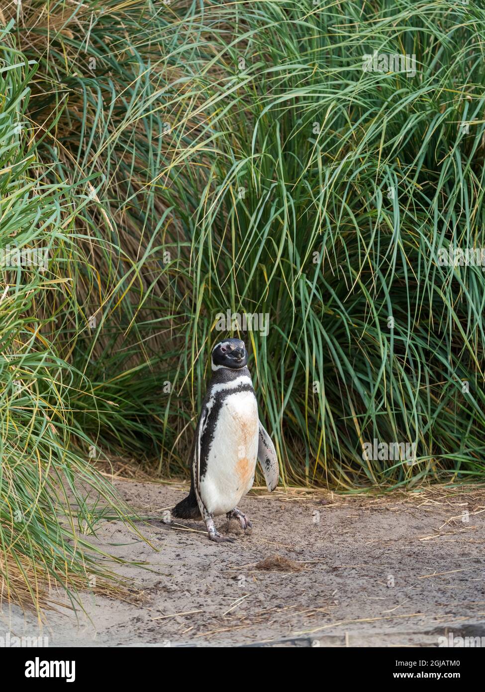 Magellanic Penguin breeding area in the tussock belt, the natural vegetation on Subantarctic islands in South America, Falkland Islands. Stock Photo