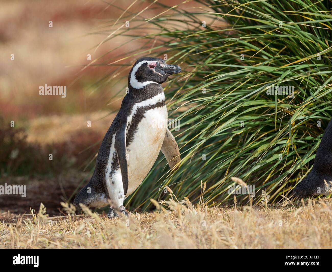 Magellanic Penguin, Falkland Islands. Stock Photo