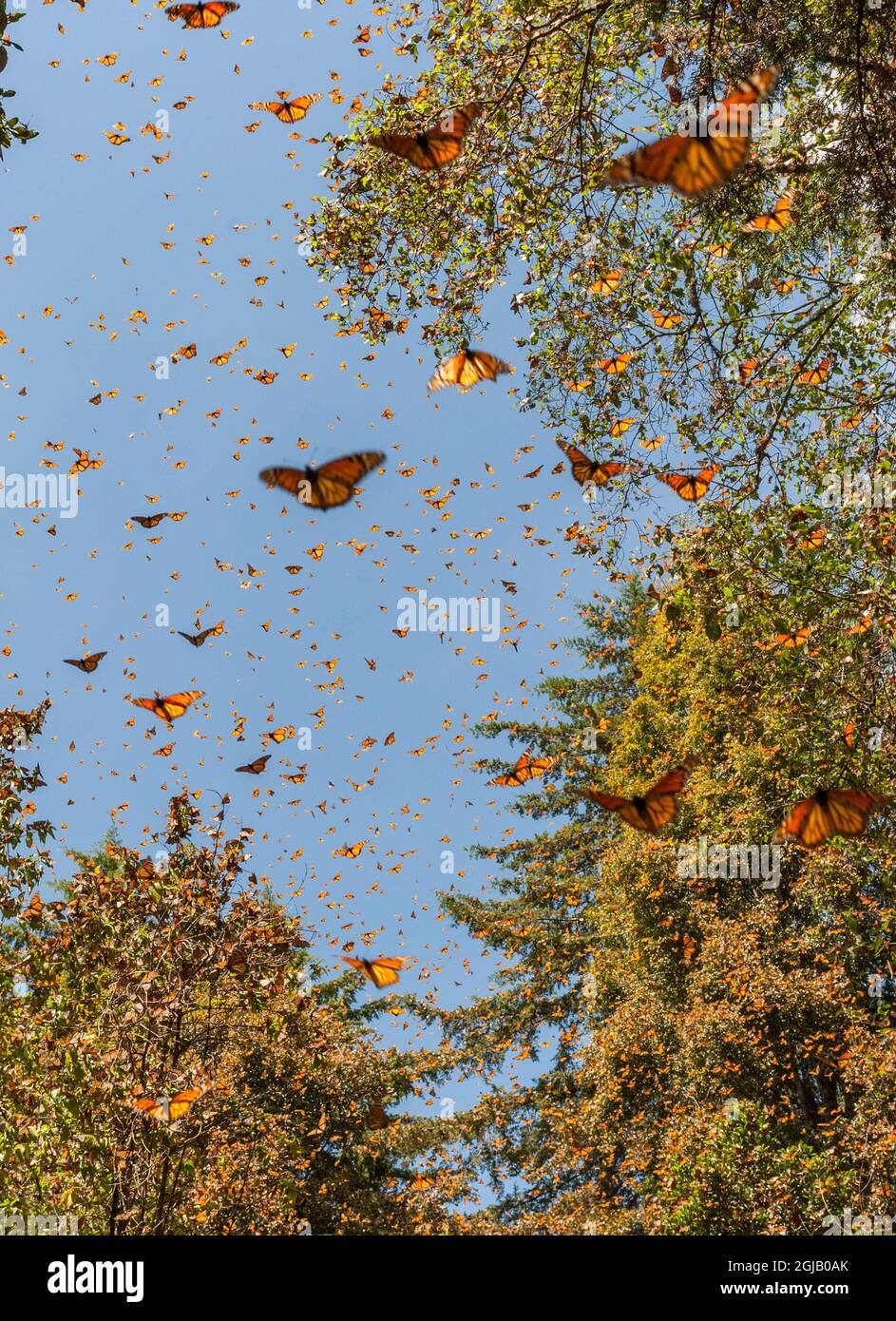 Masses of monarch butterflies in Flight, Cerro Pelon (Macheros) monarch butterfly reserve, Michoacan, Mexico. Stock Photo