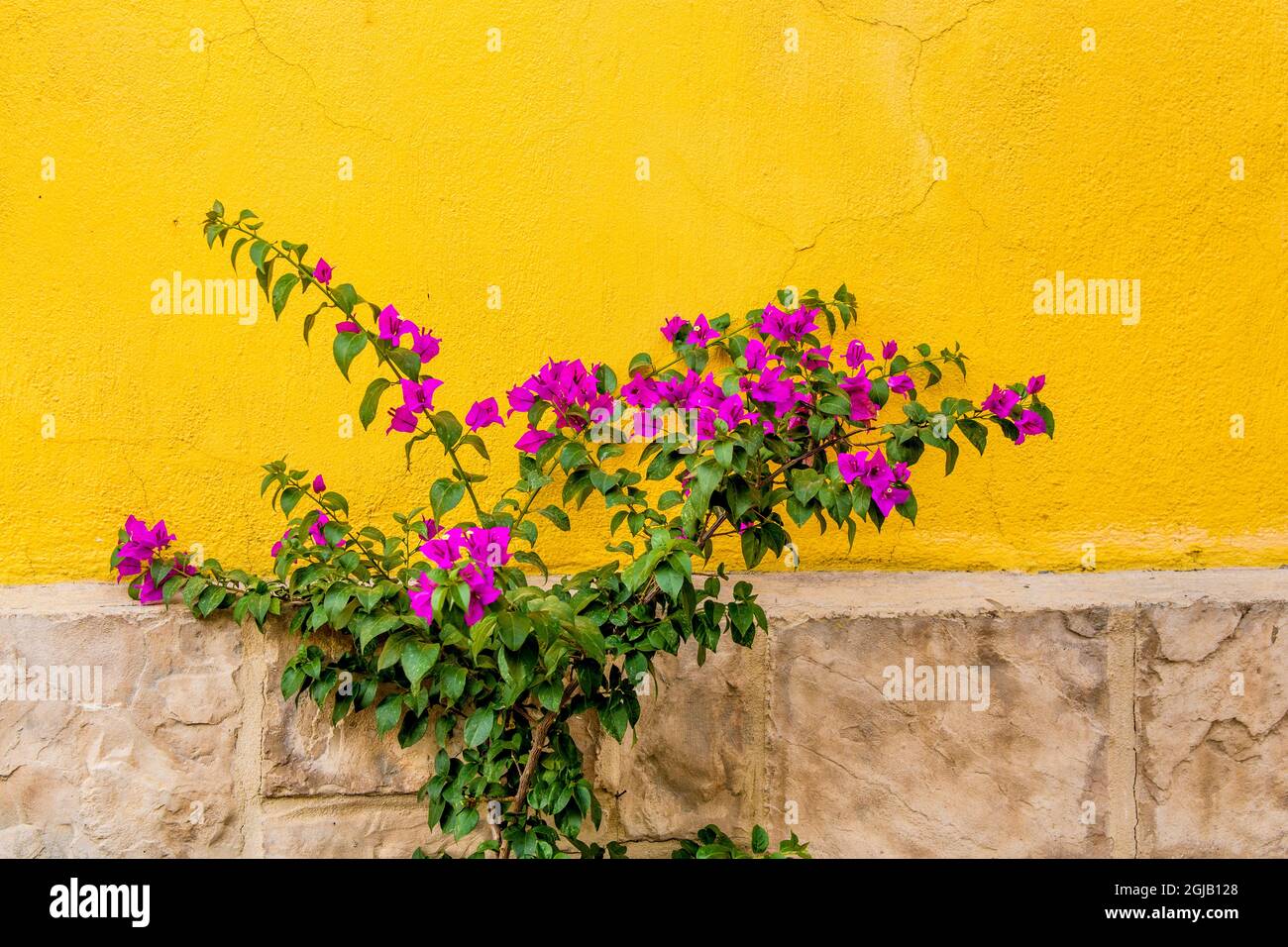 Plant against wall in Tlaquepaque, near Guadalajara, Jalisco, Mexico. Stock Photo