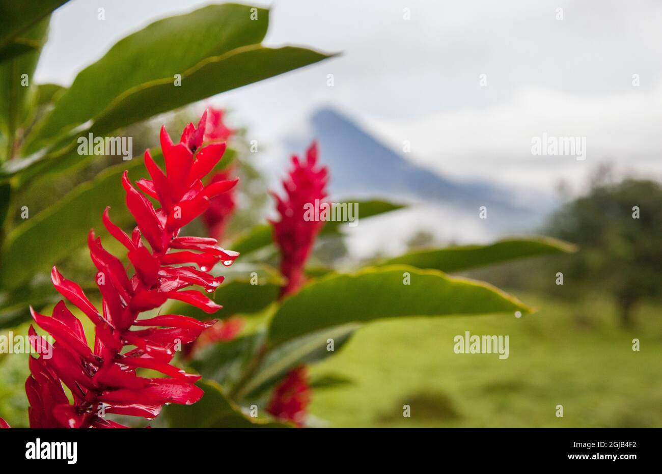 Red tropical bromeliad flower in Arenal, Costa Rica. Stock Photo