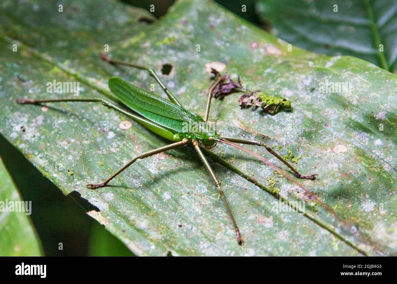 Leaf-mimic katydid in Arenal, Costa Rica. Stock Photo