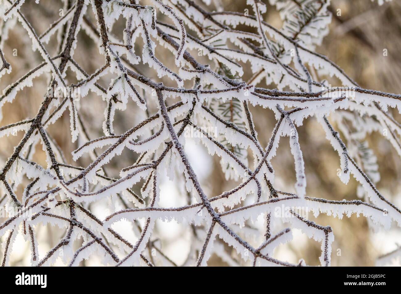 Frosted tree branches hi-res stock photography and images - Alamy