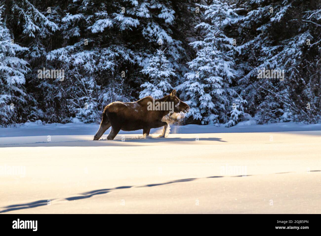 USA, Alaska. Moose walking in snow. Stock Photo