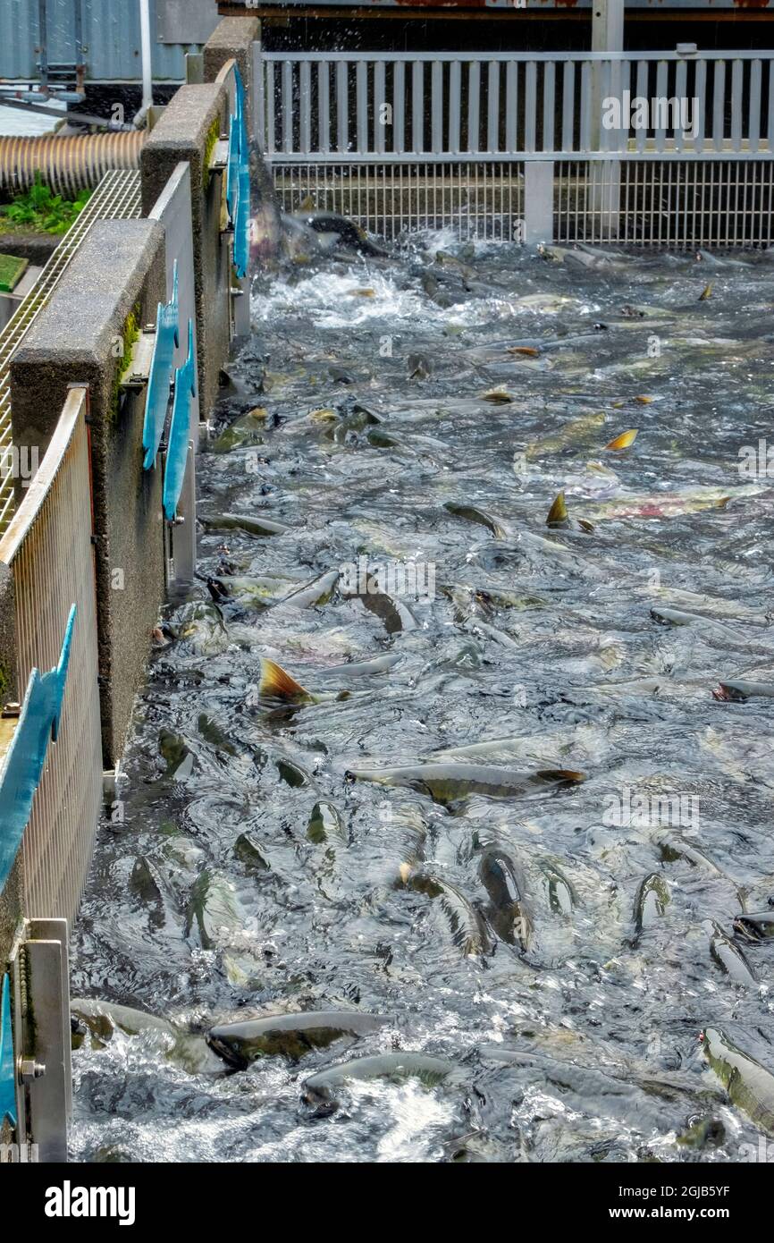 Salmon run, Macaulay Salmon Hatchery, Douglas Island, Alaska, USA Stock