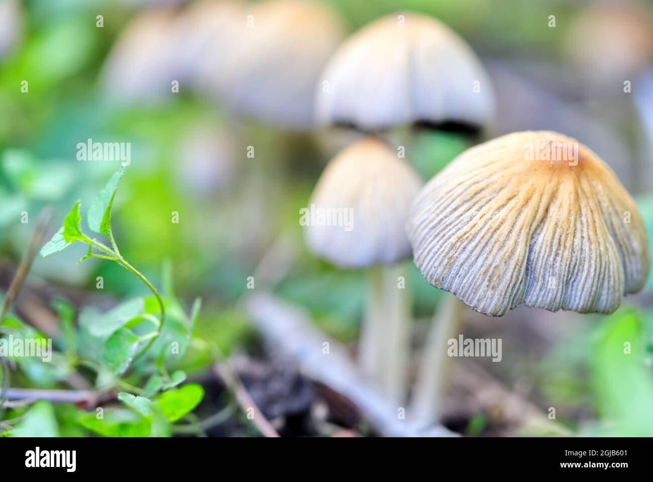 Coprinellus micaceus, Coprinus micaceus, commonly known as Glistening Inkcap, wild mushrooms Stock Photo