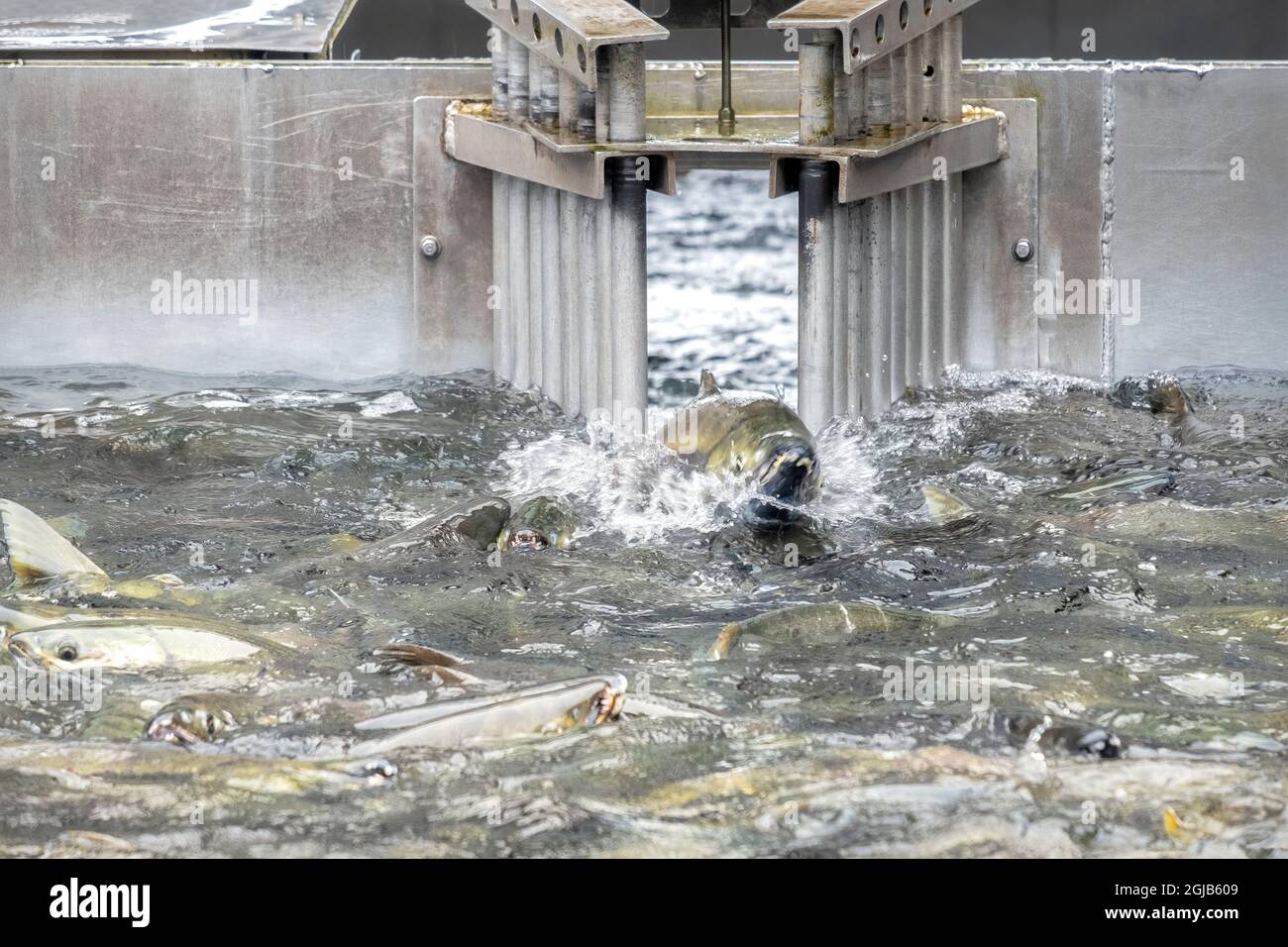 Salmon run, Macaulay Salmon Hatchery, Douglas Island, Alaska, USA Stock