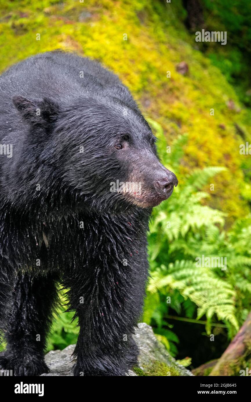 Black Bear, Anan Creek, Wrangell, Alaska, USA Stock Photo