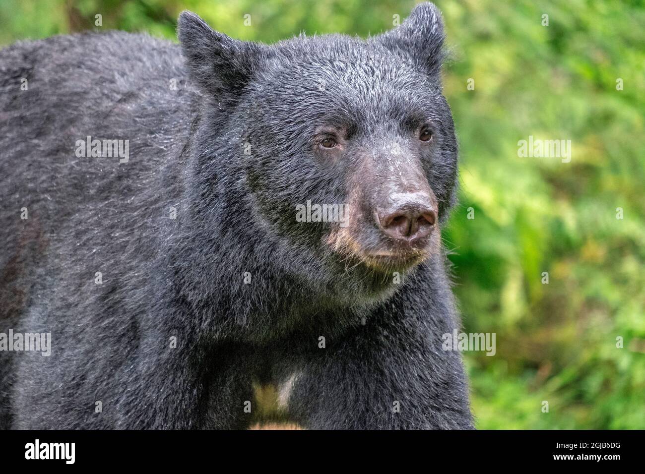Black Bear, Anan Creek Wrangell, Alaska, USA Stock Photo