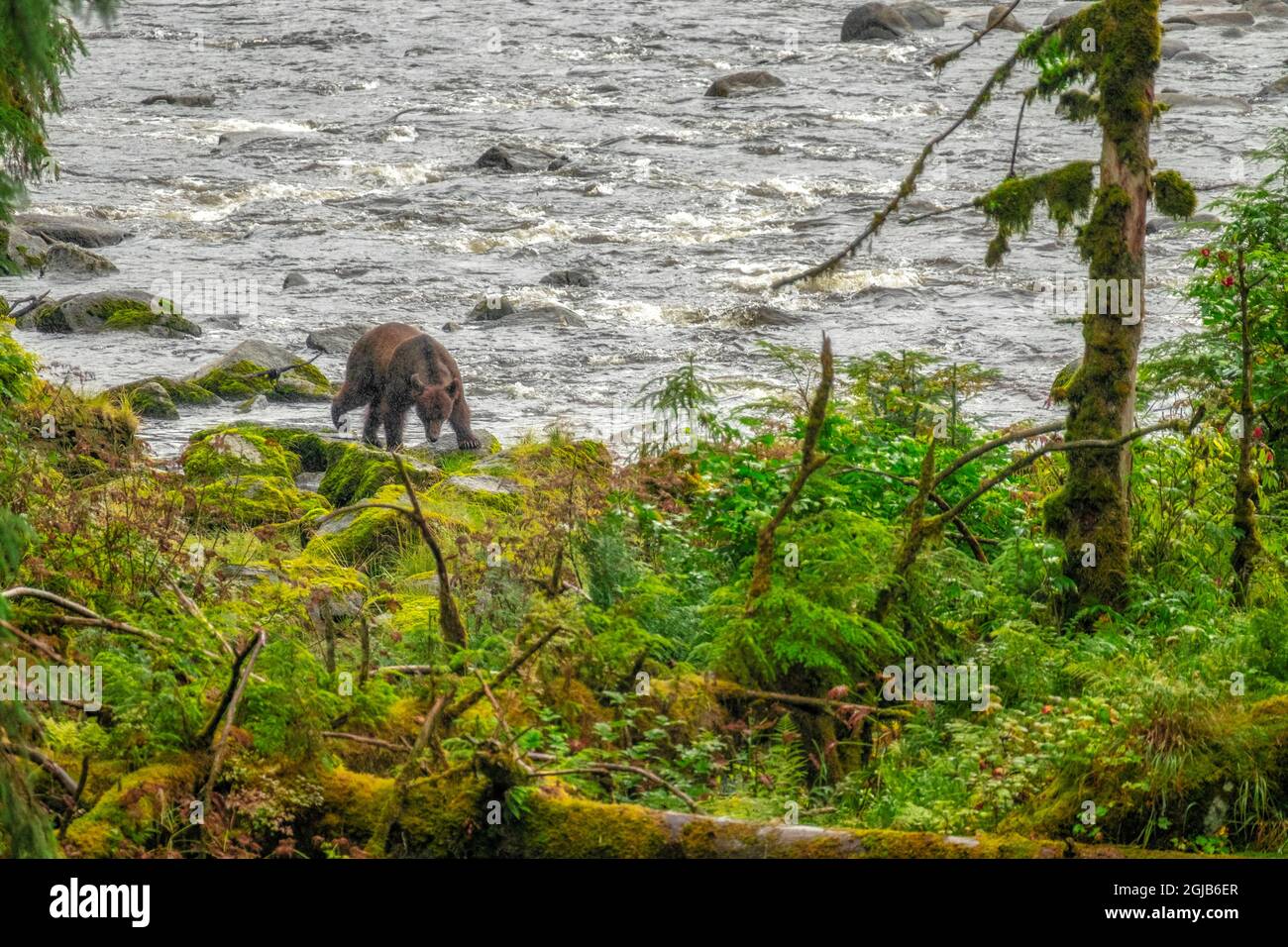 Grizzly Bear, Anan Creek, Wrangell, Alaska, USA Stock Photo